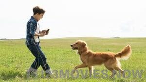 A Dog’s Purpose